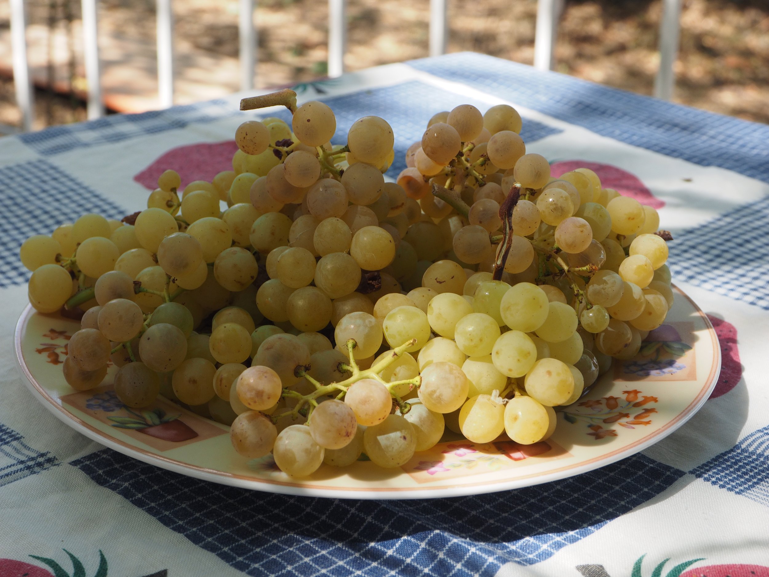 P9020437.JPG